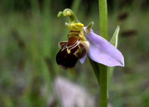 Ophrys apifera, Dwulistnik pszczeli (Polom),  Marian Bochynek nuotrauka