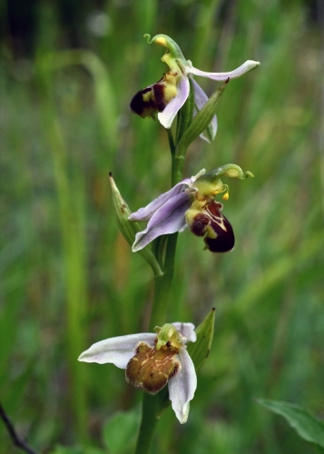 Ophrys apifera, Dwulistnik pszczeli (Polom), Marian Bochynek nuotrauka