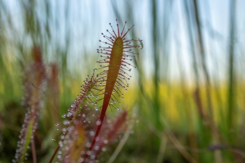 Ilgalapė saulašarė, Drosera anglica © Eglūnas Židonis