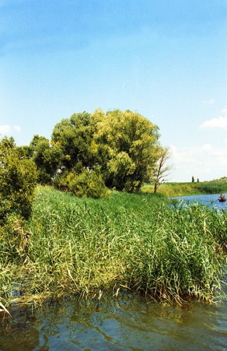 Kirovogrado sritis, upės Velykaja Vys pelkėjimas