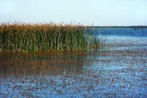 Odesos sritis, Dunojaus salpų užaugimas