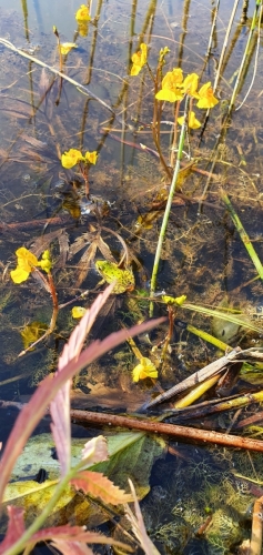 Paprastasis skendenis Labanore © Lina ir Aurimas Baranauskai