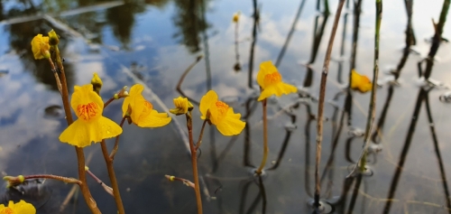 Paprastasis skendenis Labanore © Lina ir Aurimas Baranauskai