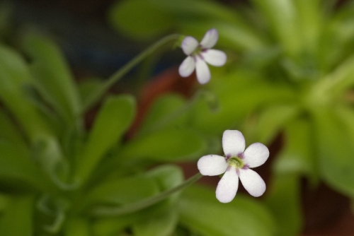 Pinguicula agnata © Giedrius Gervys