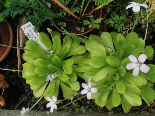 Pinguicula agnata © Giedrius Gervys