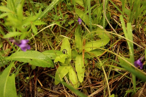 Pinguicula vulgaris © Lina Deimantavičiūtė