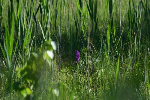 Raudonoji gegūnė © Jogaila Mackevičius