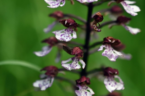 Orchis purpurea, Storczyk purpurowy (Myslow), Marian Bochcynek nuotrauka