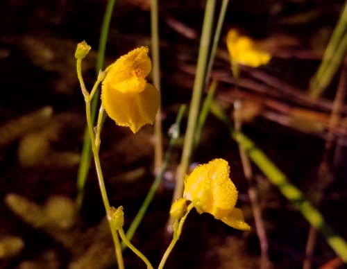 Utricularia intermedia, Arnionys © Andrejus Gaidamavičius