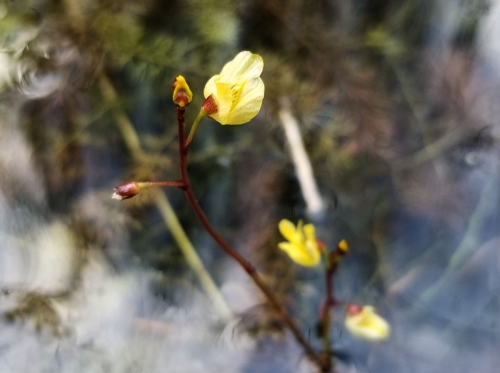 Utricularia minor, Vadokšno telmologinis draustinis © Andrejus Gaidamavičius