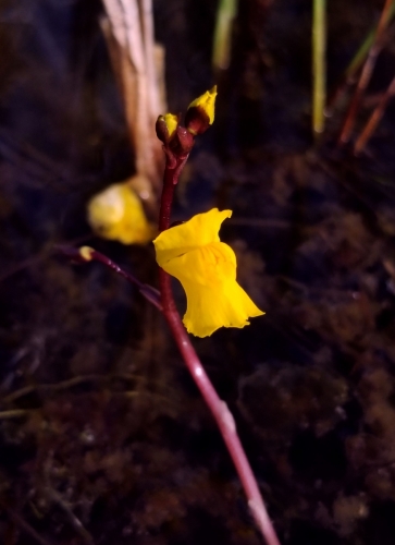 Utricularia vulgaris, Smalvos pelkė © Andrejus Gaidamavičius